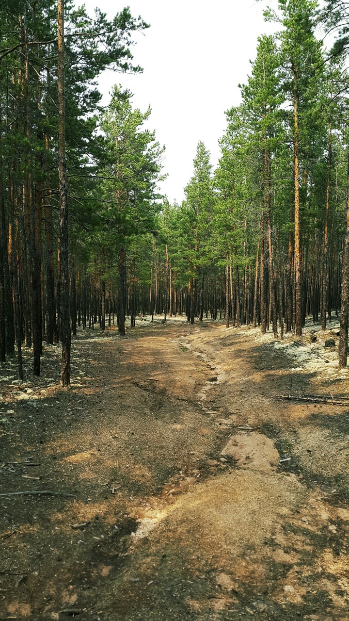 Pine forest