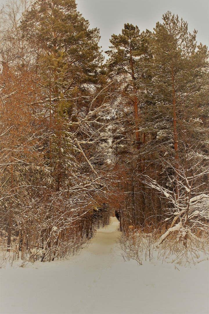 Зимний лес