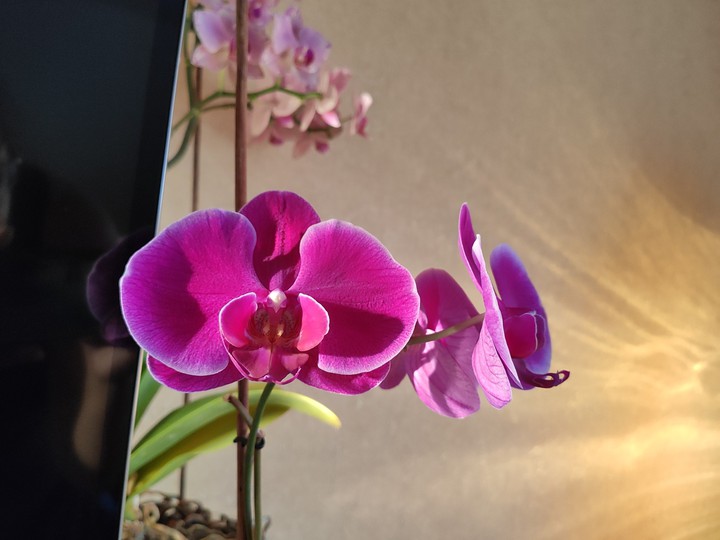 phalaenopsis Jewel