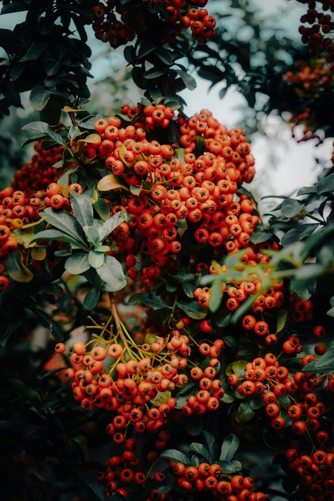 тапети food, rowan