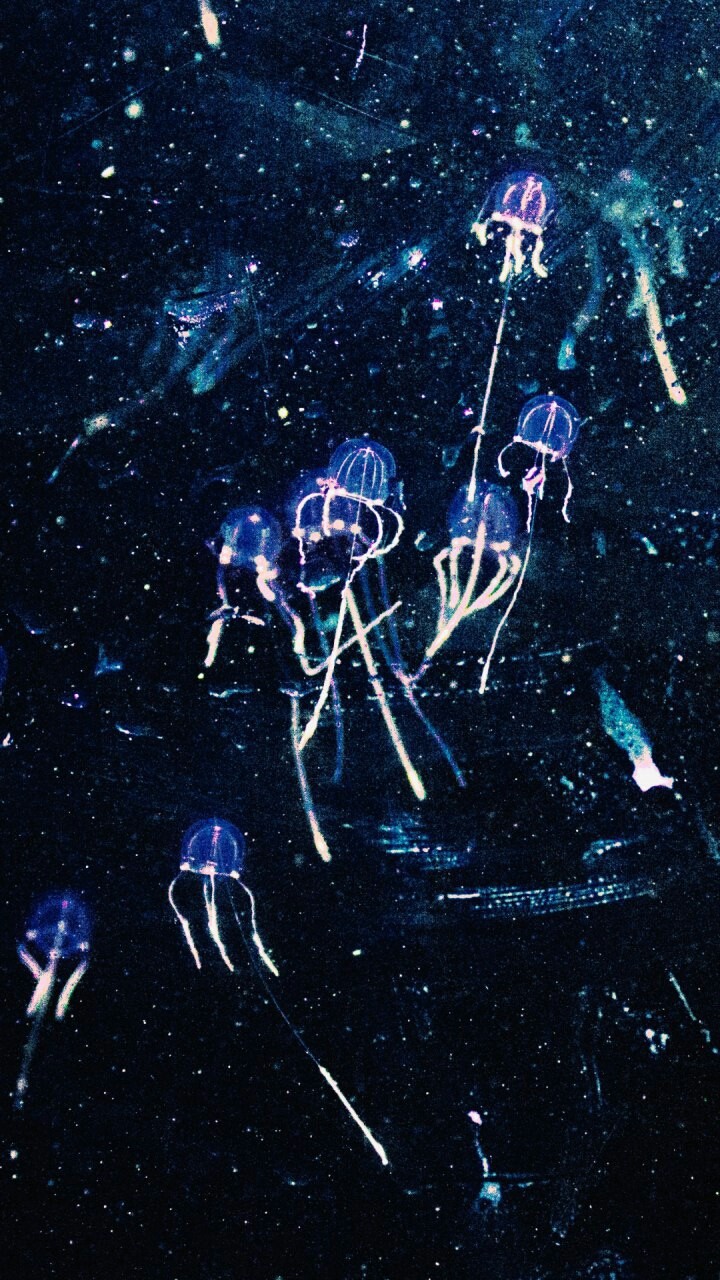 Jellyfish