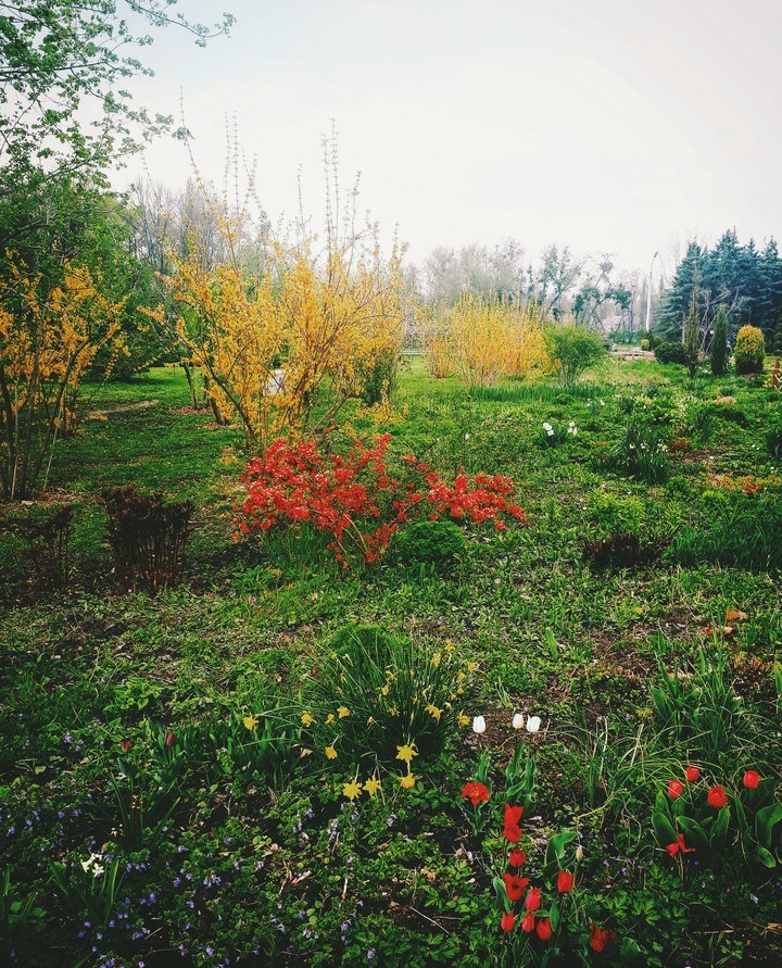 garden