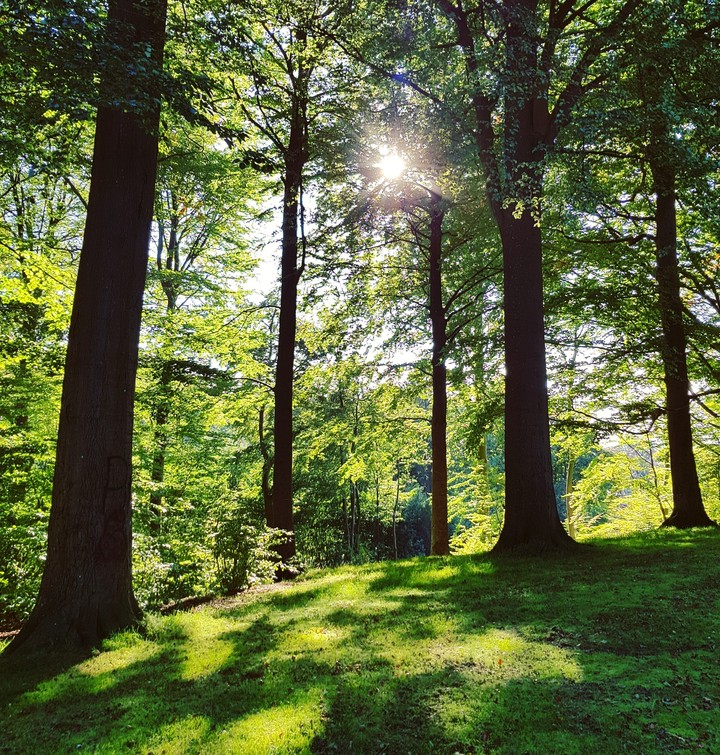 woods in the sun