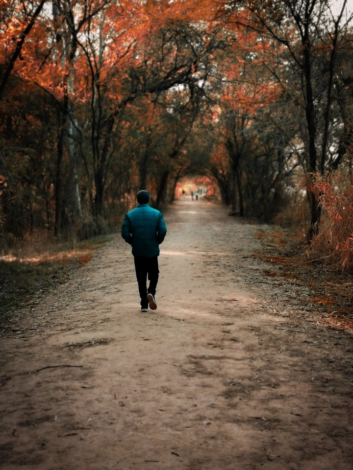 Walk into the forest