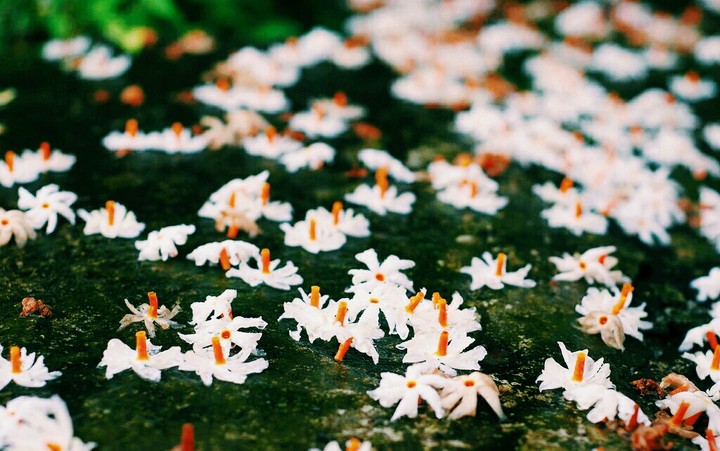 Autumn Flowers.. ''Shiuli"