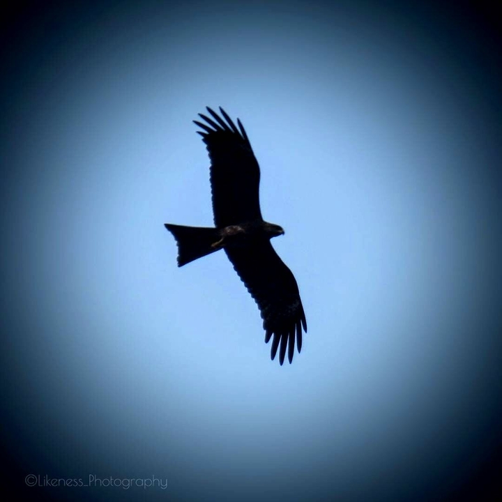 Bird in the Sky
