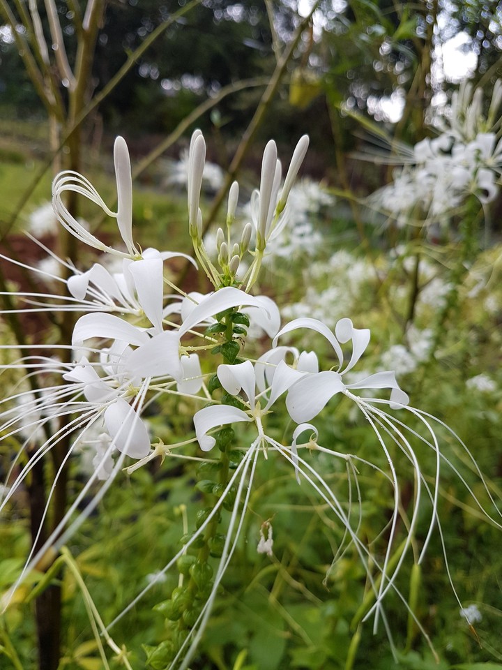 flower