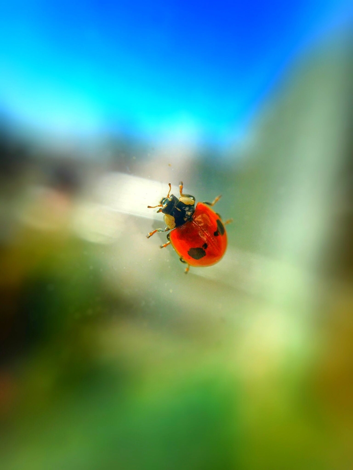 Ladybug