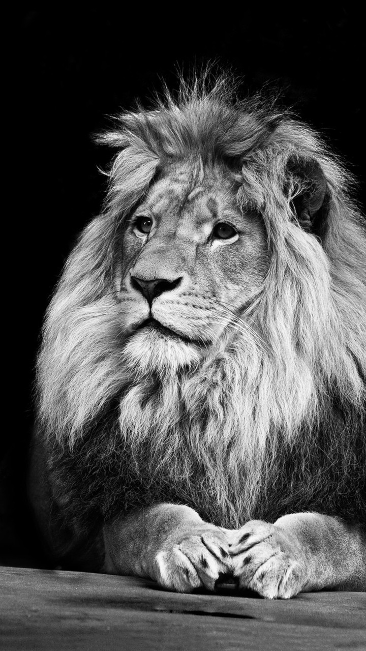 lion