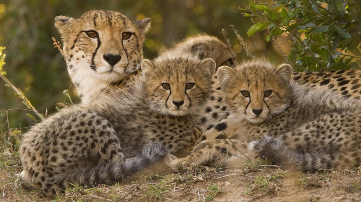 Cheetah Family