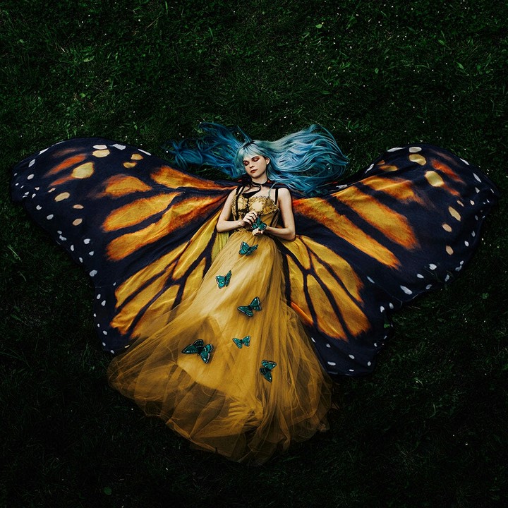 Yellow butterfly