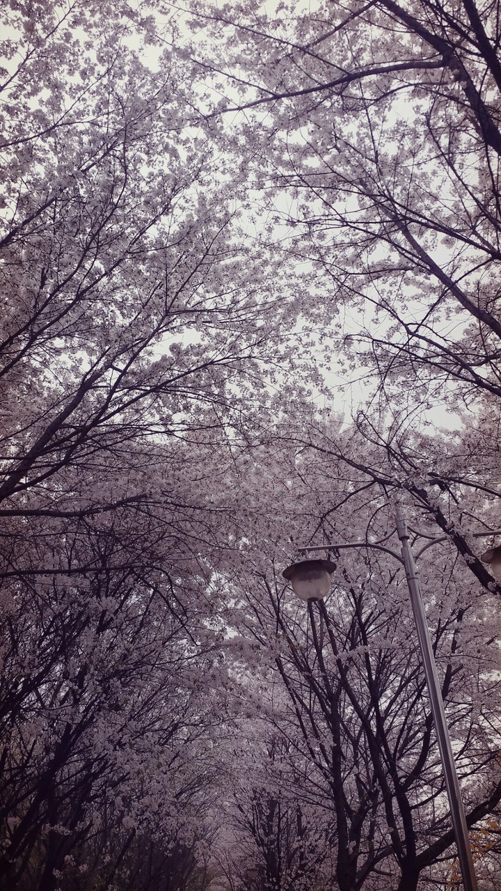 벗꽃