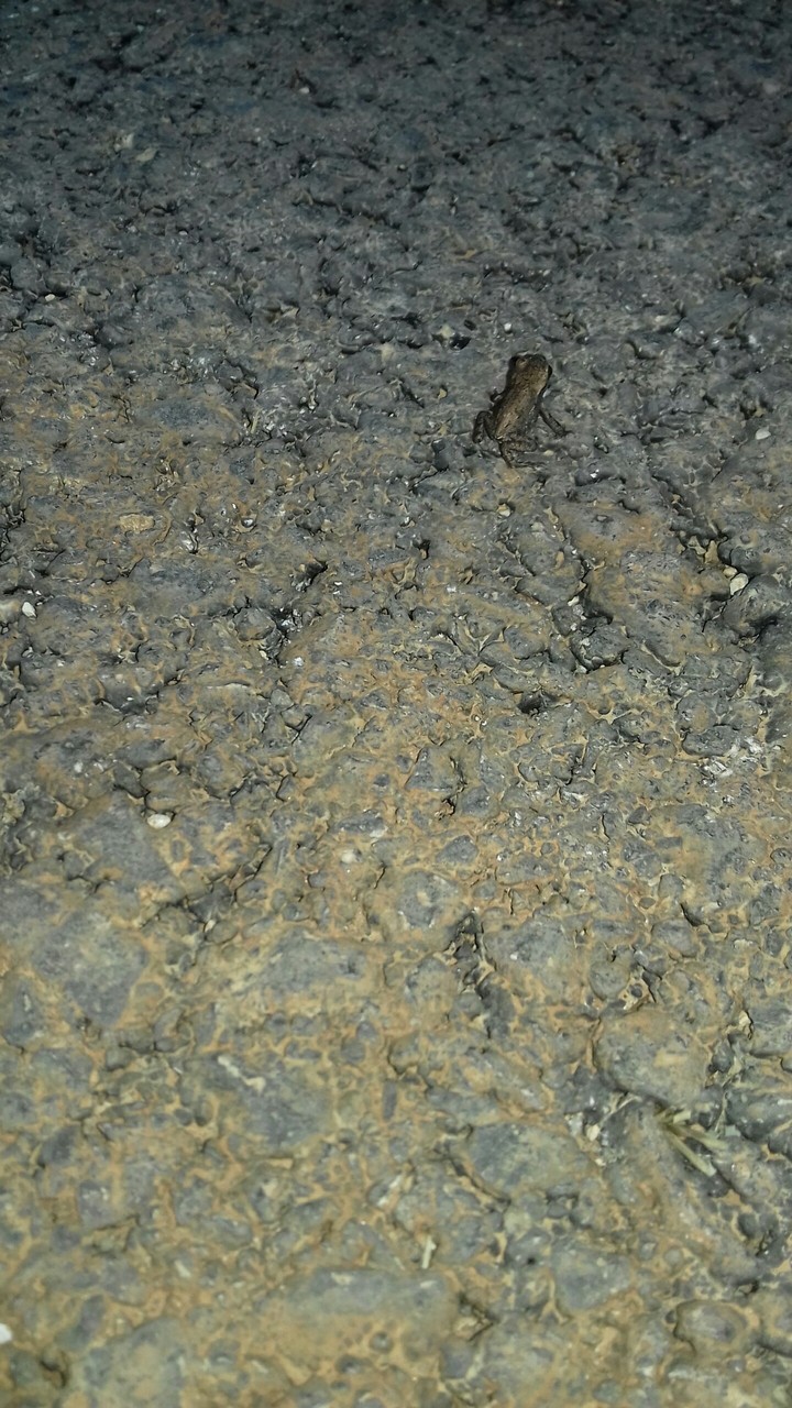 lil frog