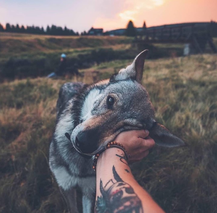 wolf + violetta