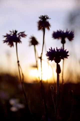 Knapweeds in the sunset