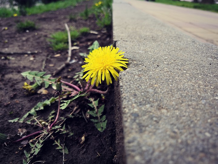 flower