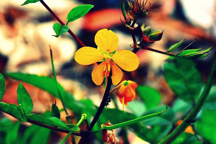 wild flower