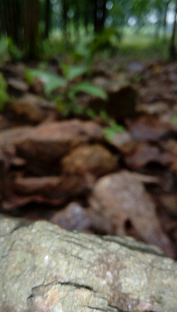 nature