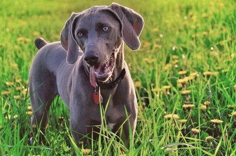обои vertebrate, weimaraner