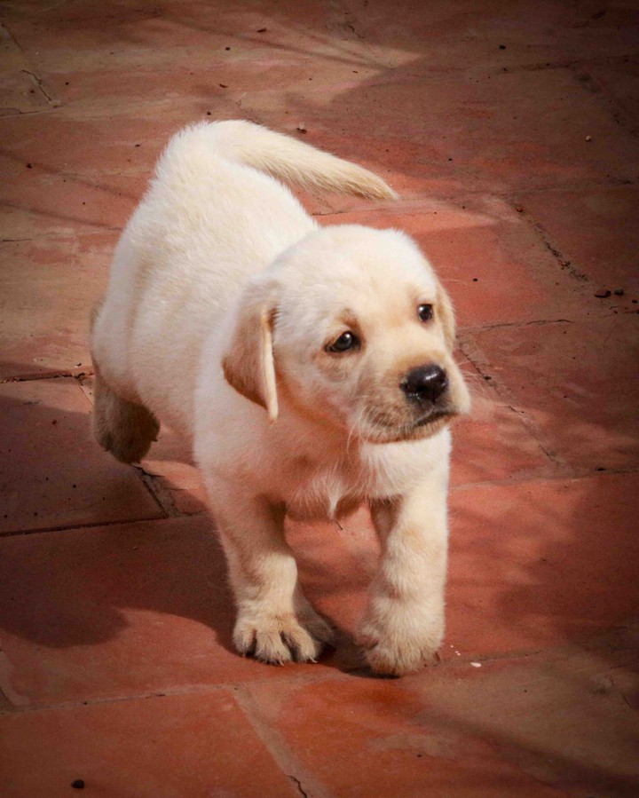 Adorable puppy