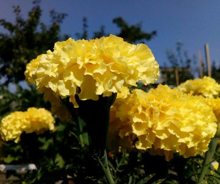 Garden plant