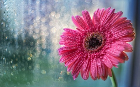 Sempre flores.