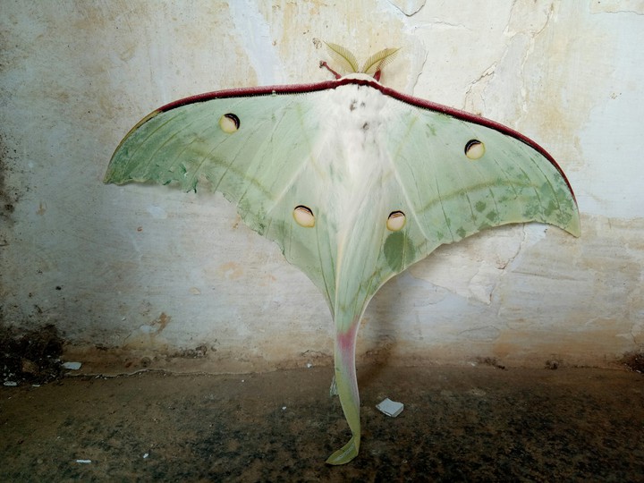 butterfly