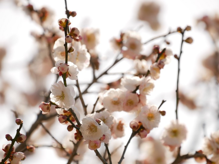 plumblossom