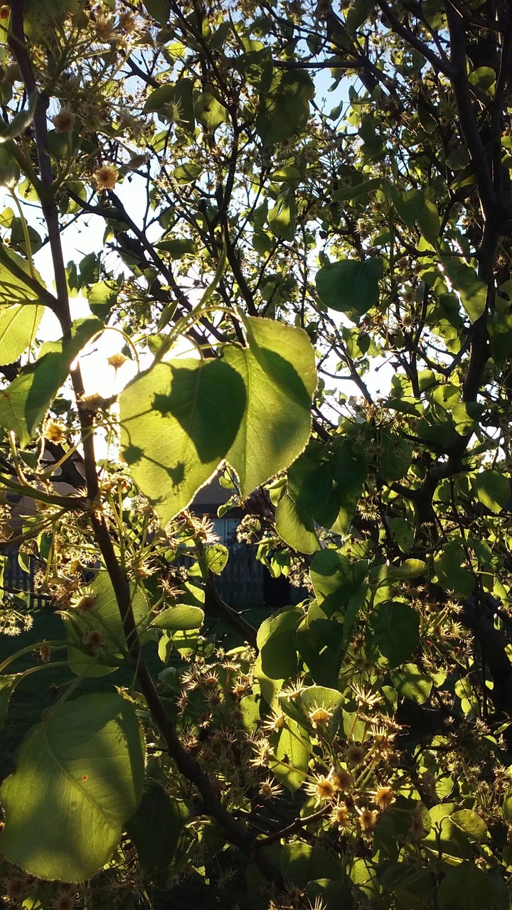 leaves