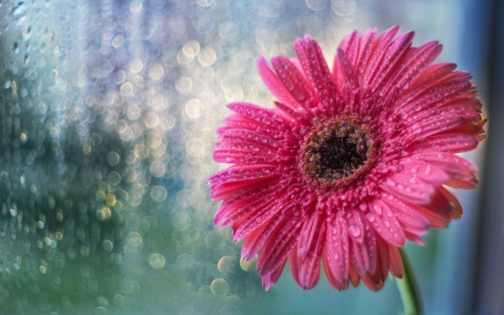 Sempre flores.