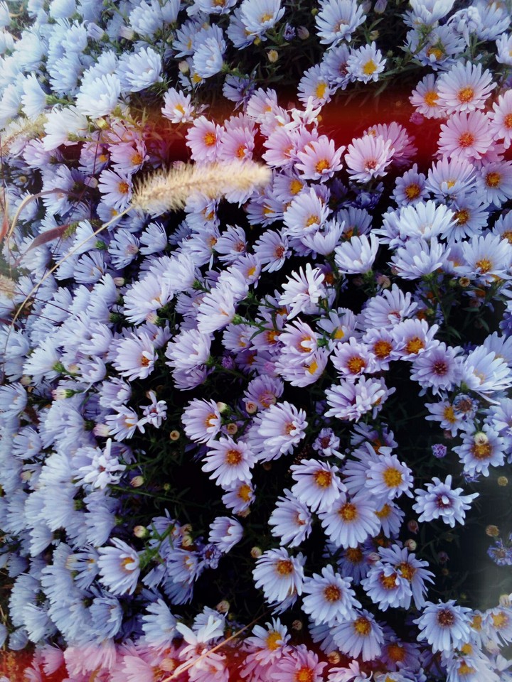 flowers in the garden