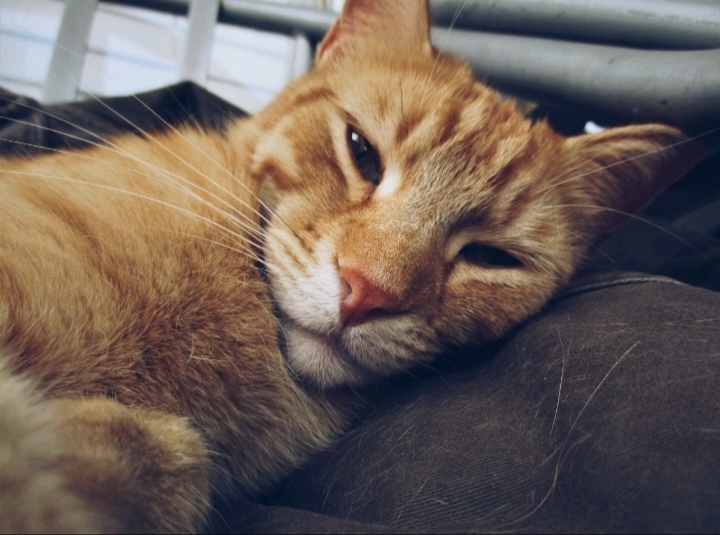 the cat alex