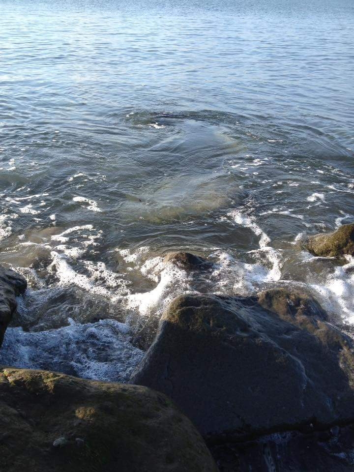 Island. Ocean shore