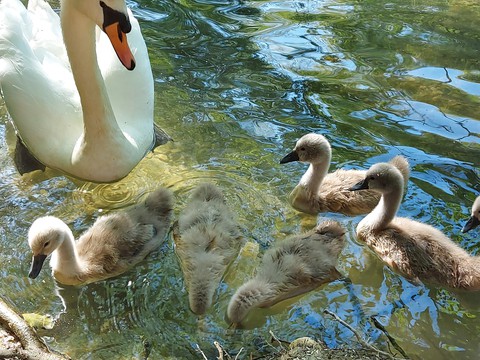 Swan and Cygnets