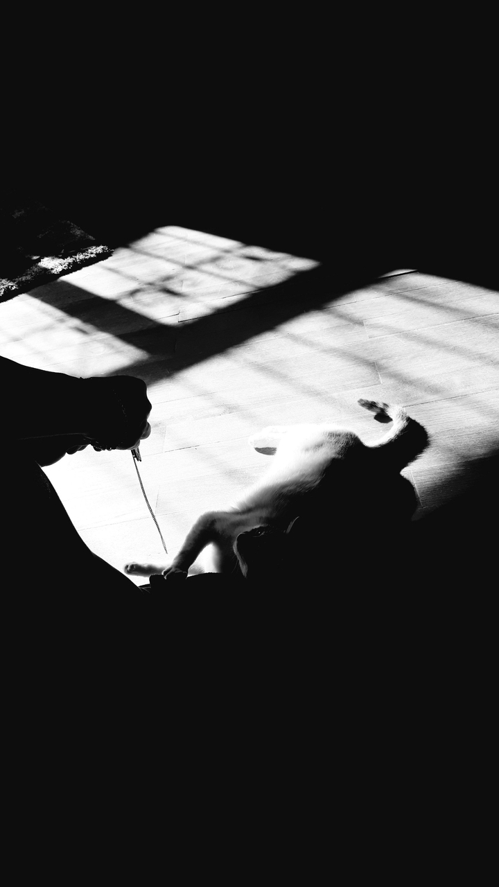 Cat.Кошка.Black&White