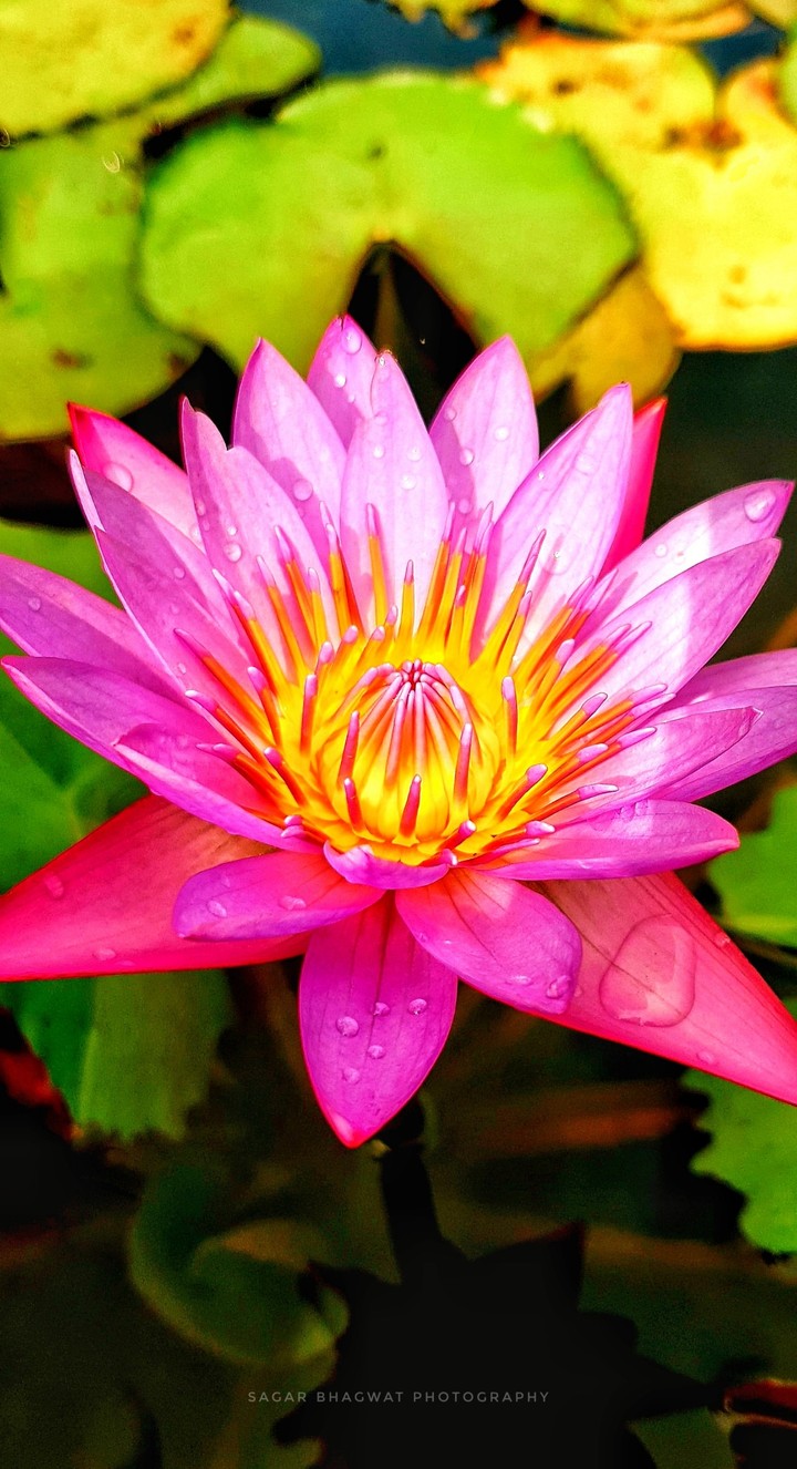 Lotus