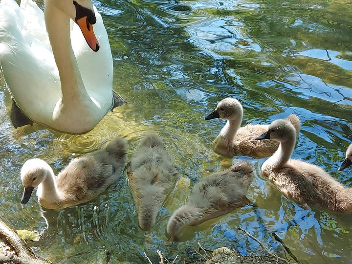 Swan and Cygnets