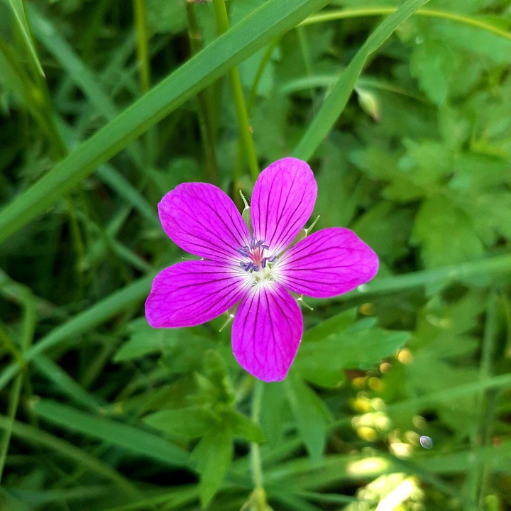 Pink beauty