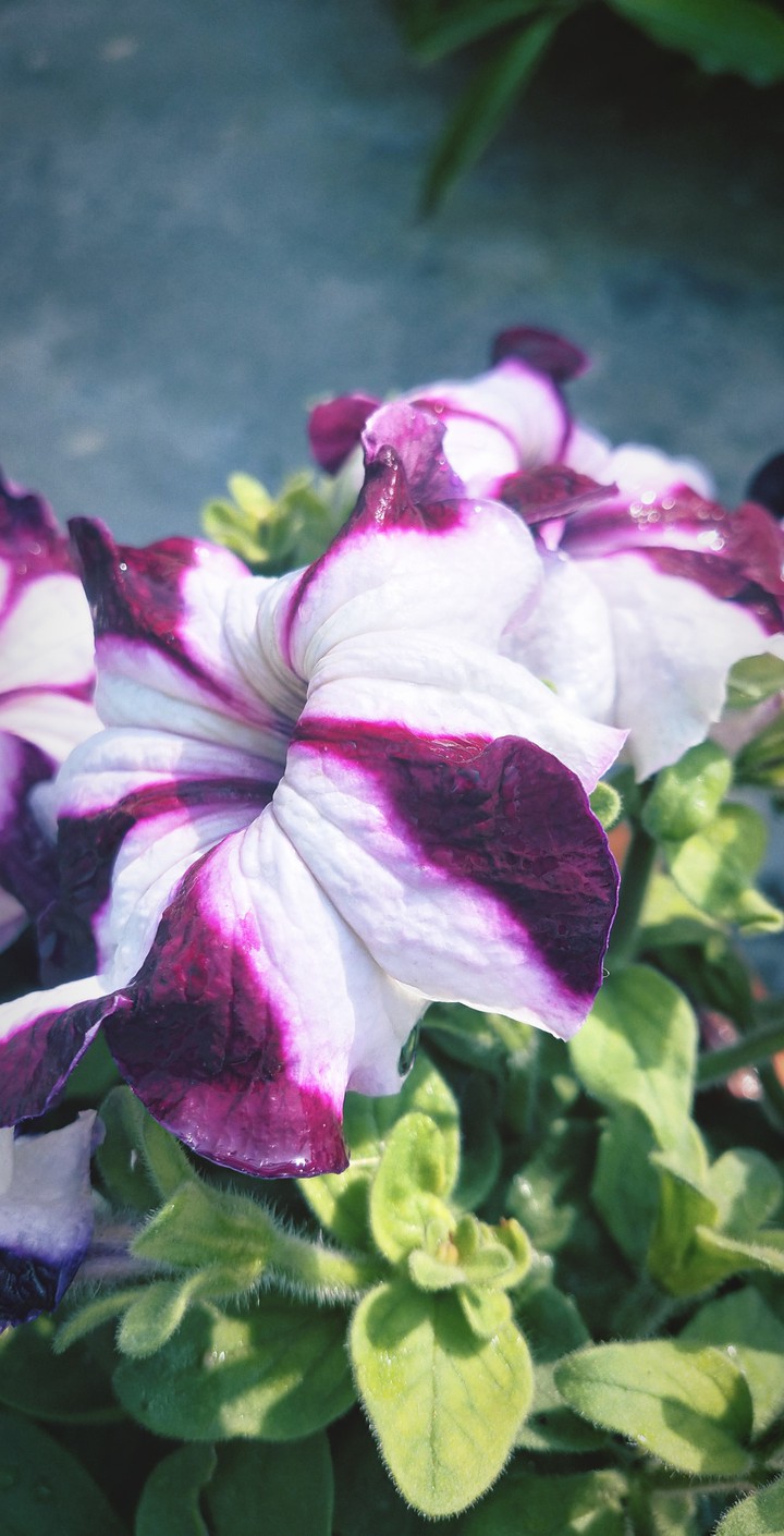 a beautiful flower makes every day beautiful ???