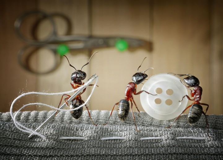 ant