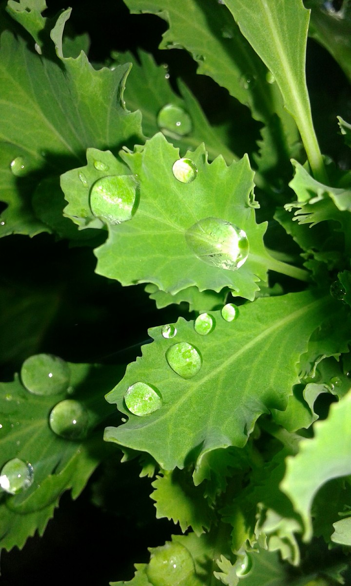 leaf