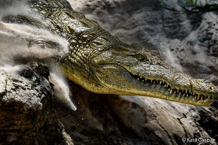 Krokodil/Crocodil