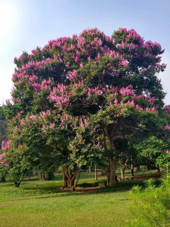 Nature