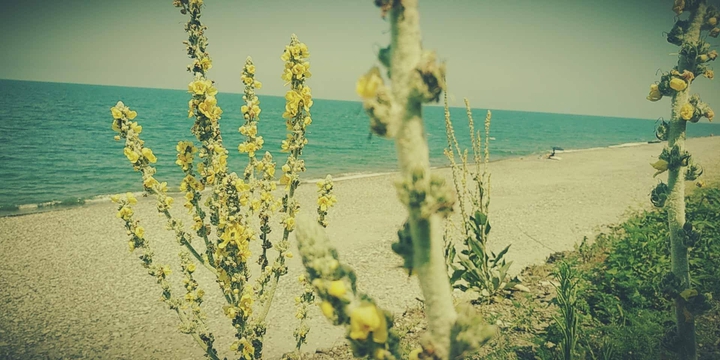 sea