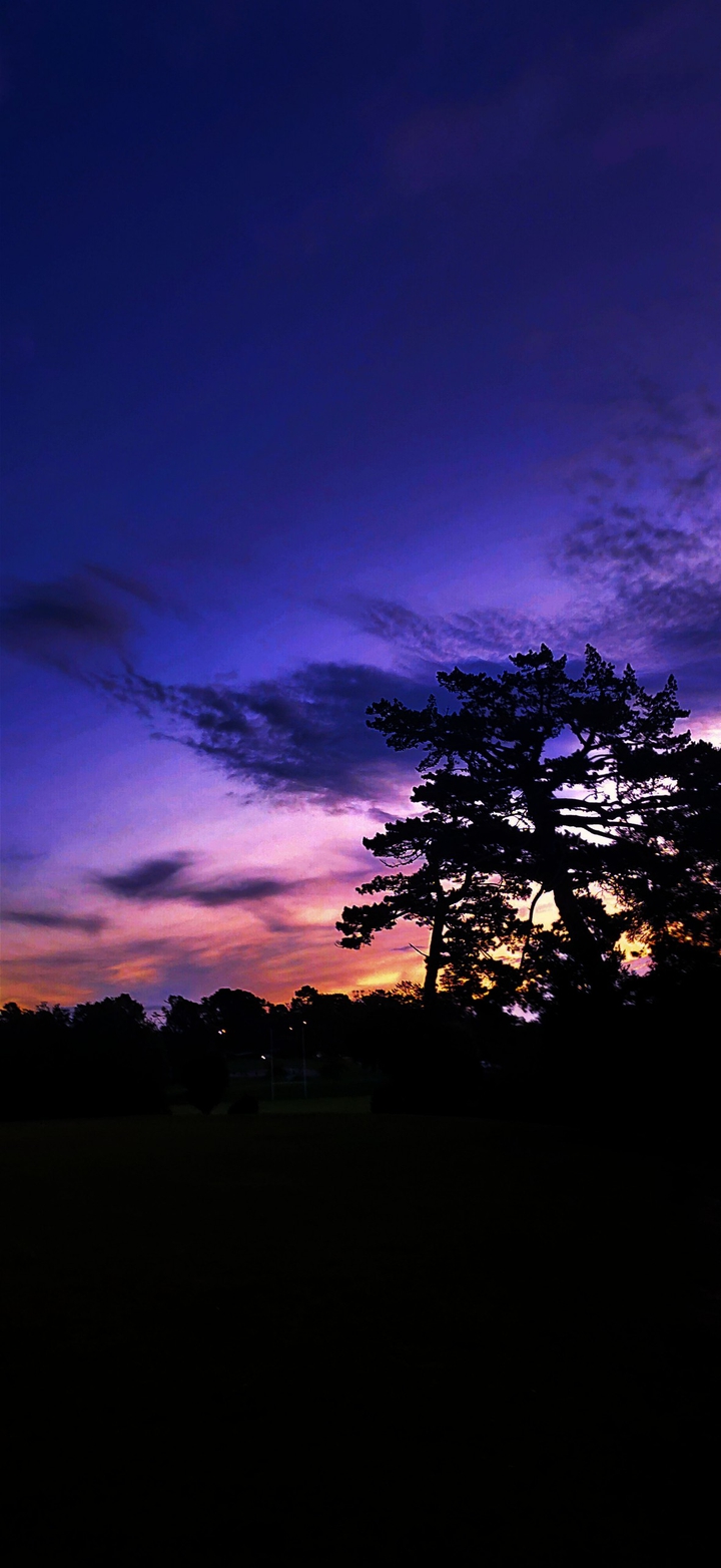 Purple Haze