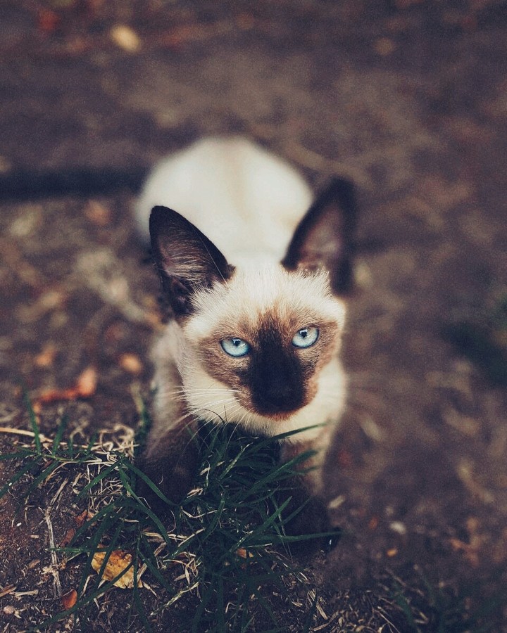 kitty