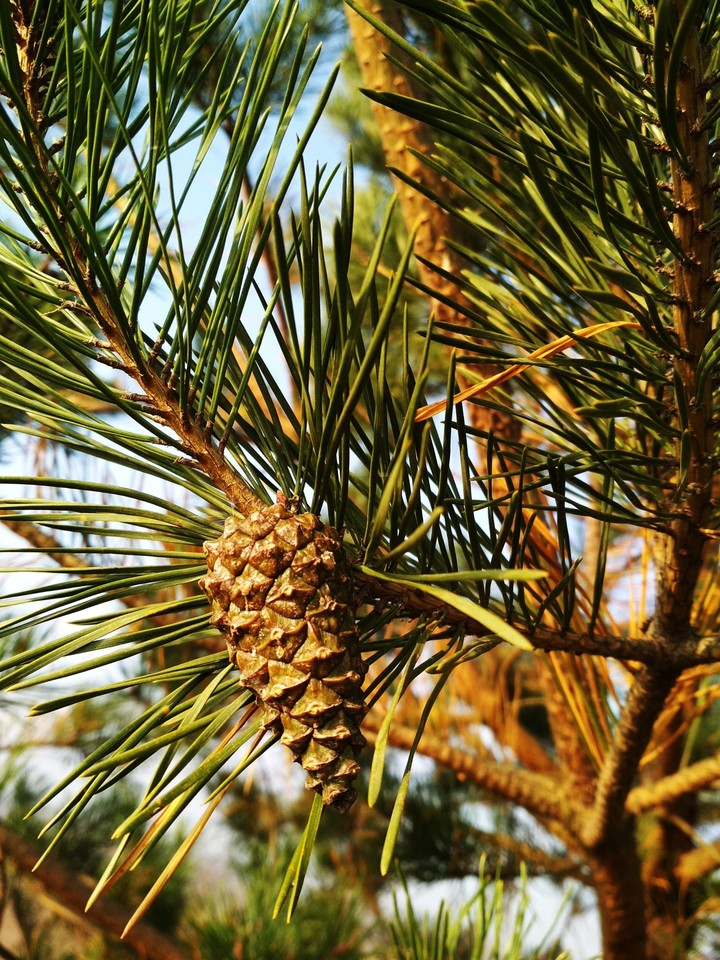 Pine / Сосновая шишка