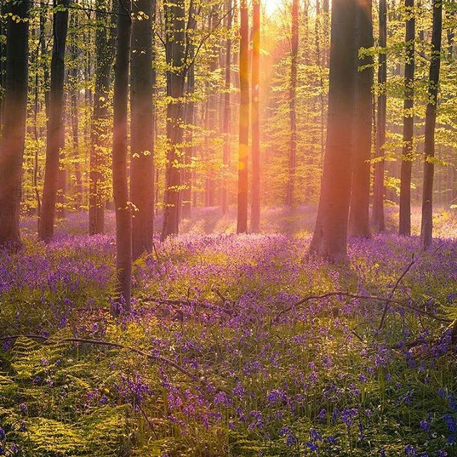 NATURE...