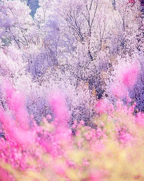 peach & cherry blossoms