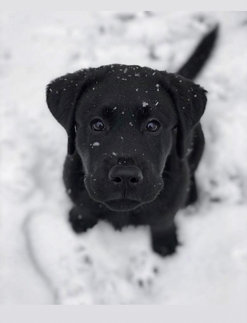 nose, mammal Hintergrundbilder